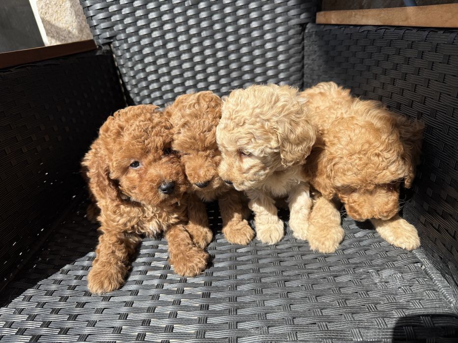 Мини пудели актулано от 25.1.2026