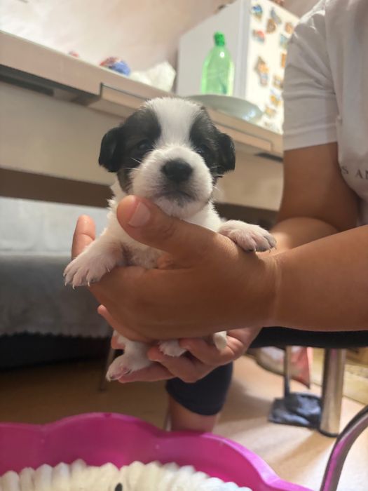 Кученца за подаряване