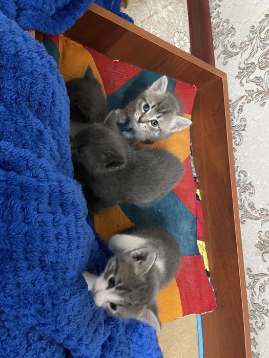 Отдам бесплатно маленьких котят