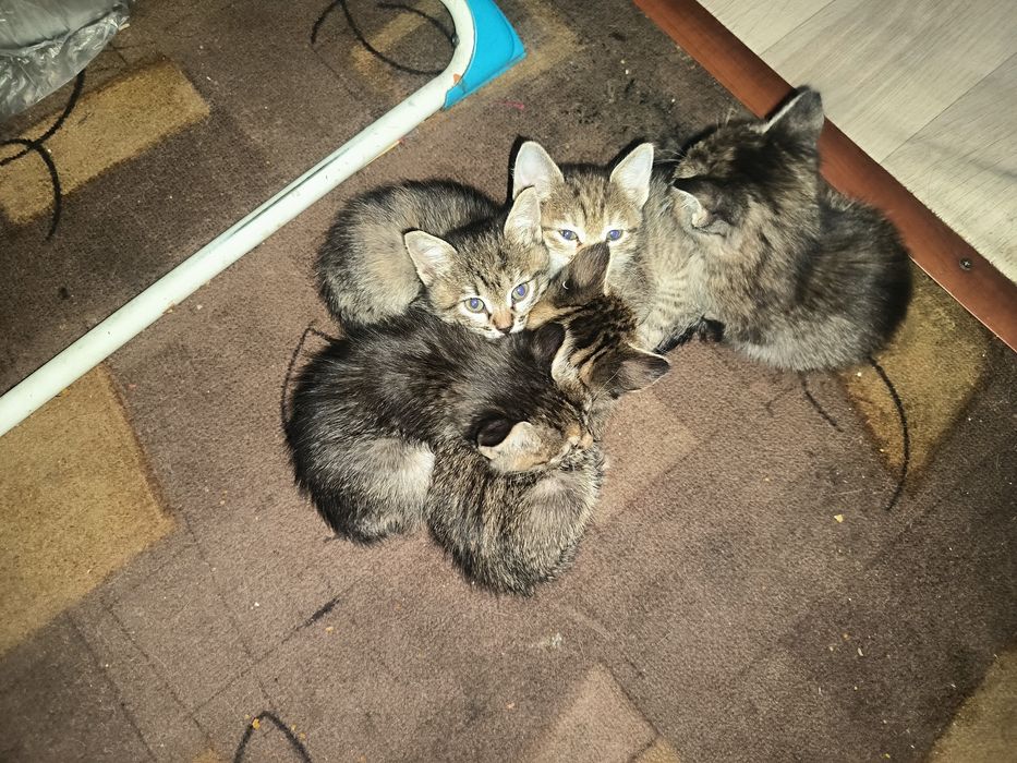 Отдаем котят крыселовов