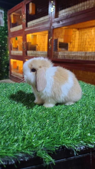 Karlik miti quyon bolari sotiladi