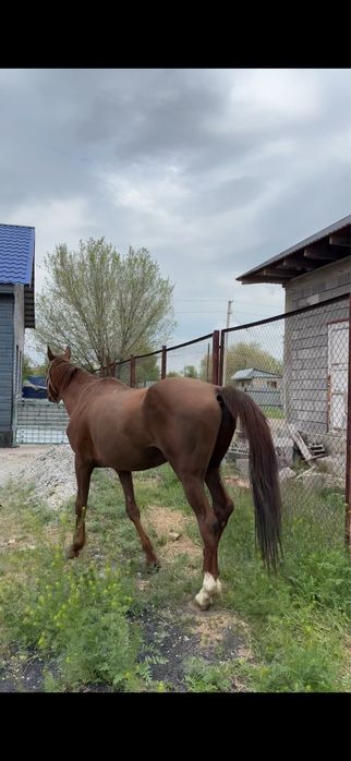 англо-дончак айгыр