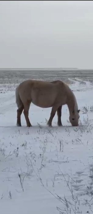 Буаз жуас бие сатамын Астанада