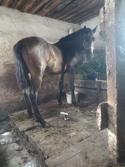 Асаламуалекум. Продам тая