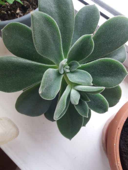 Продам комнатные и садовые цветы