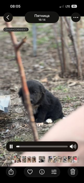 Щенки дрововые умные
