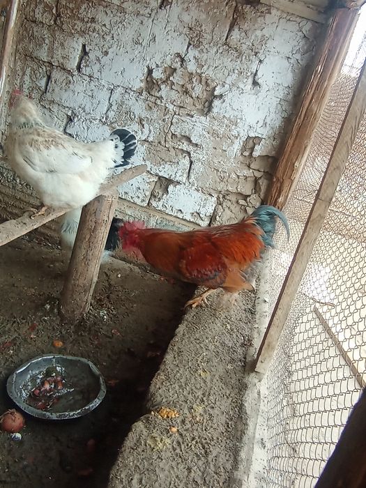 кучин адлер қораз сатылады