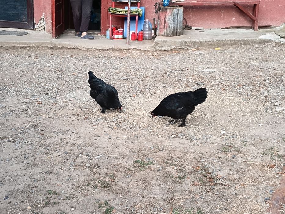 Puicute australorp