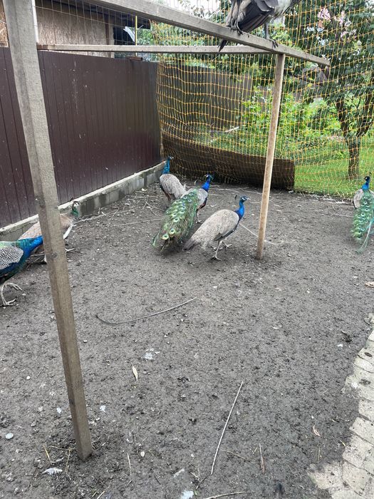 familie de păuni găina și cocos