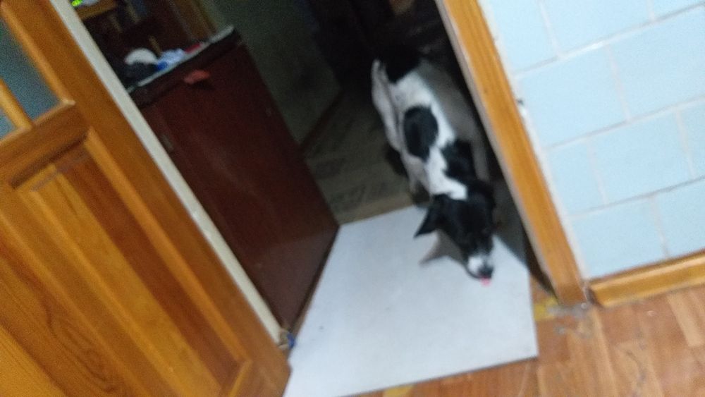 Отдам в хорошие добрые руки.