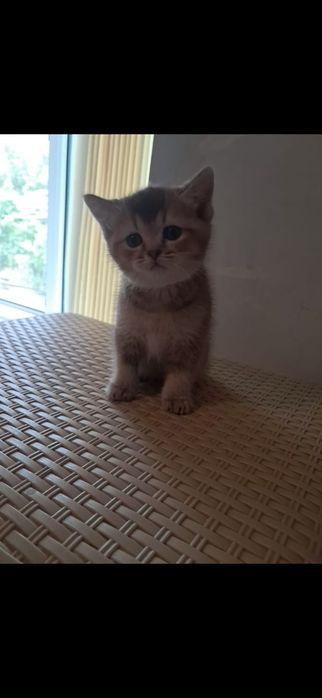 Британские  котята
