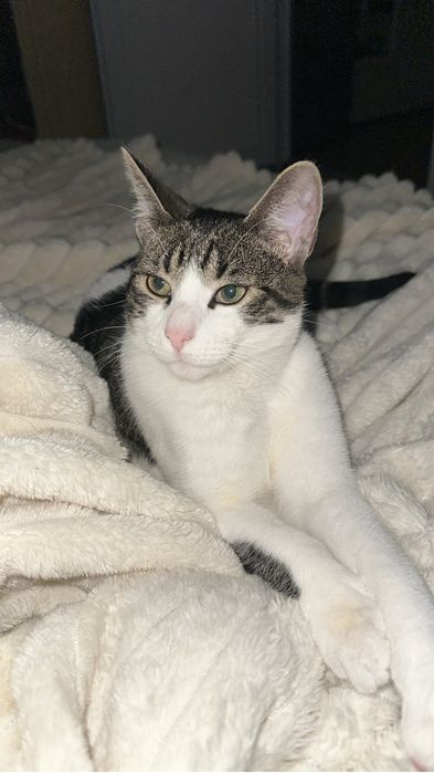 Adoptie Motan European