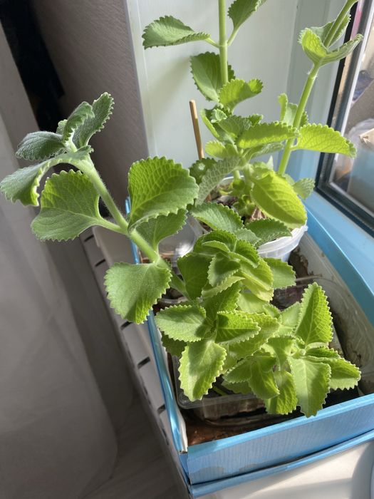 Продам Мяты в горшке.