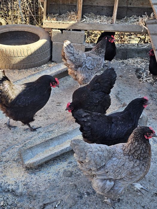 Ouă pentru incubat & Pui Australorp – rasă ouătoare 300 ouă/an
