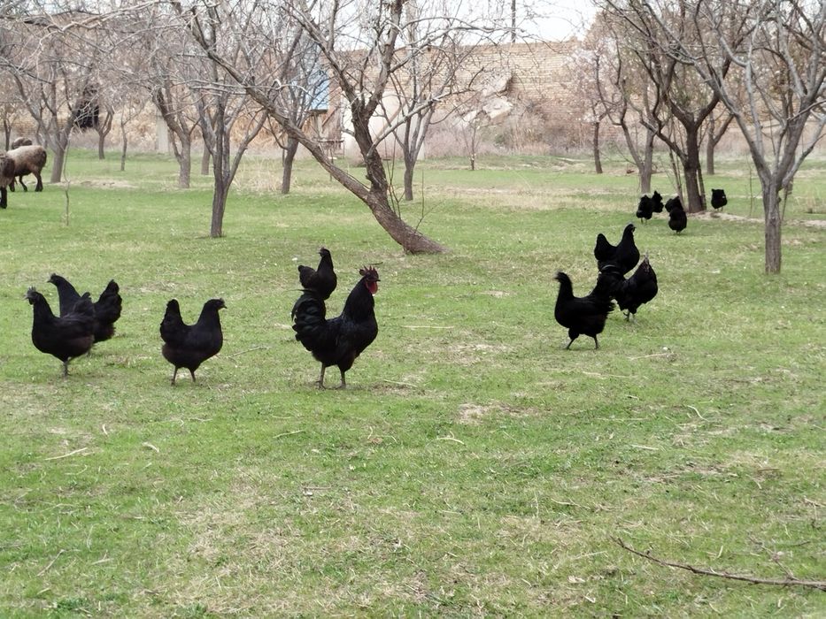 Гигант джерси,Ухейлюий,Медный маран тухумлари