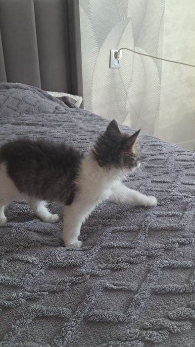 Кошечка отдам даром