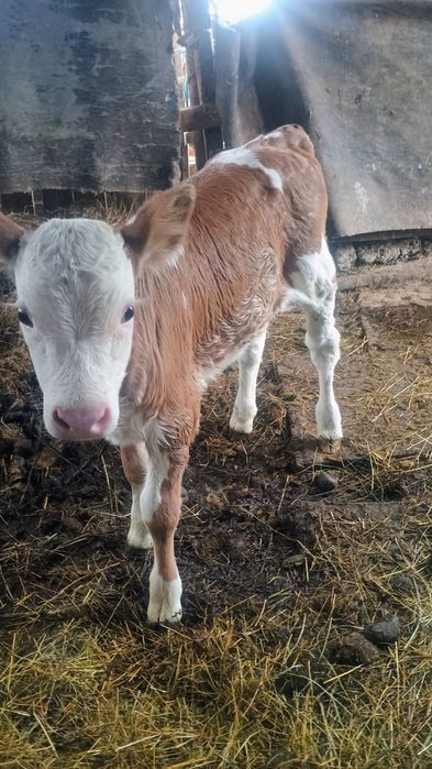 Vand vițea de bălțată românească