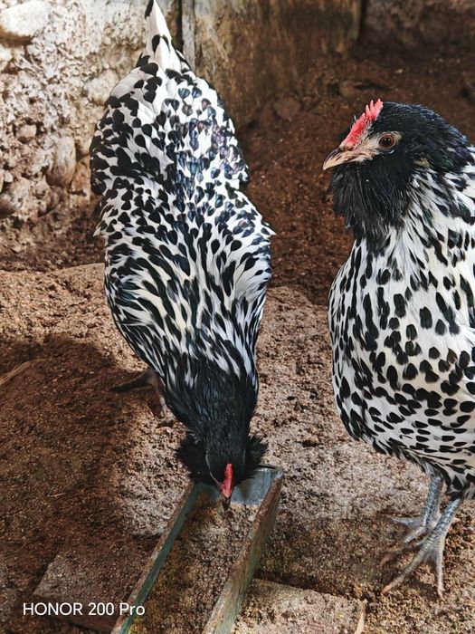 Разплодни яйца от Тюрингийска брадата кокошка