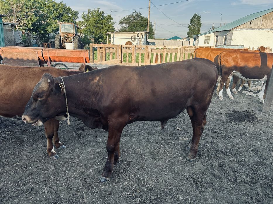 Бұқа сатылады 2 жылдық сатылады
