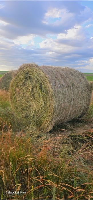 Продам сено в рулонах