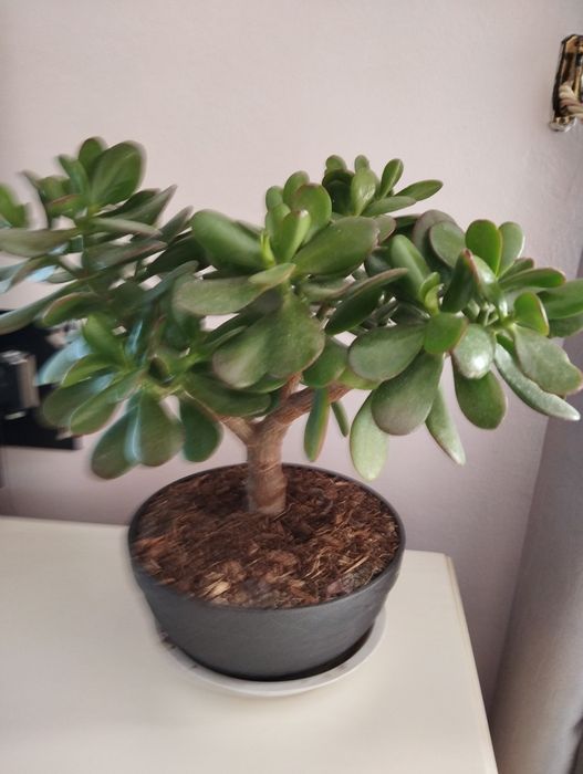 Крассула, толстяка, монетное дерево.