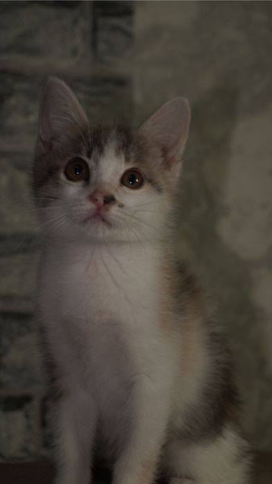 Котенок в ответственные  руки