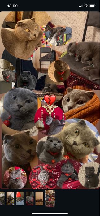 Puma pro max idiyal sastiyanada