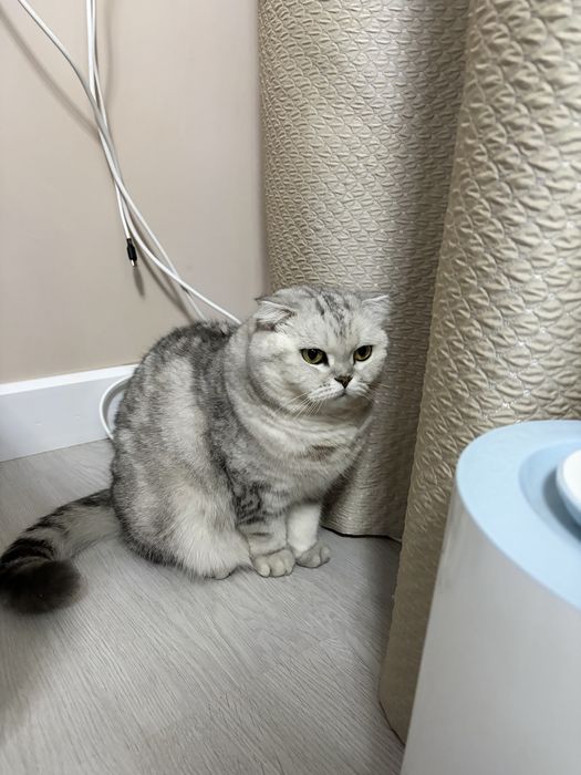 Отдам только в хорошие руки