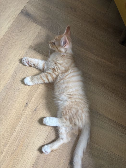 Котенок Мейн-кун мальчик