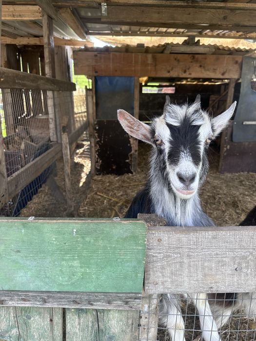 Vând pereche de capre tinere (1 an)