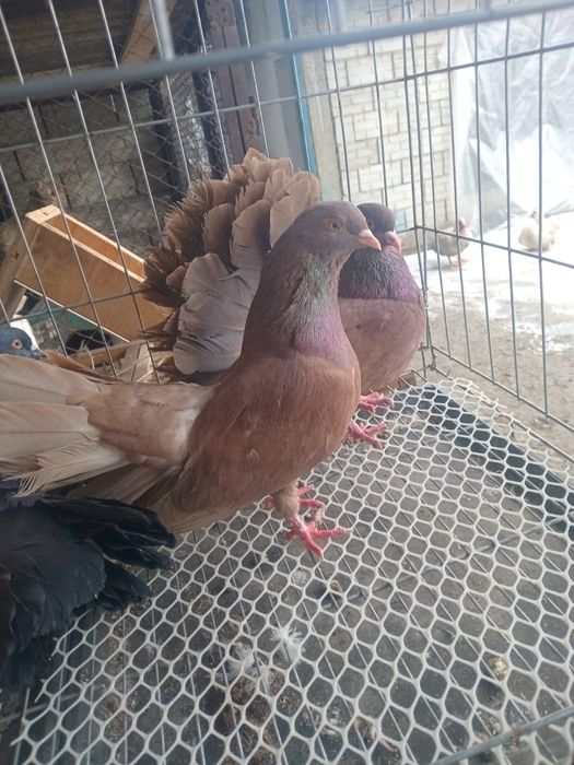 Продам голуби павлины