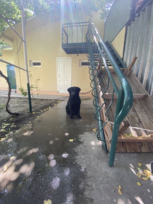 Черный лабрадор, 6 лет