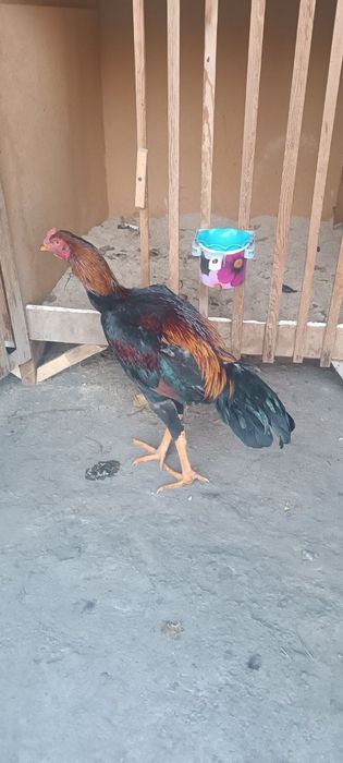 Жожани зори сотуда