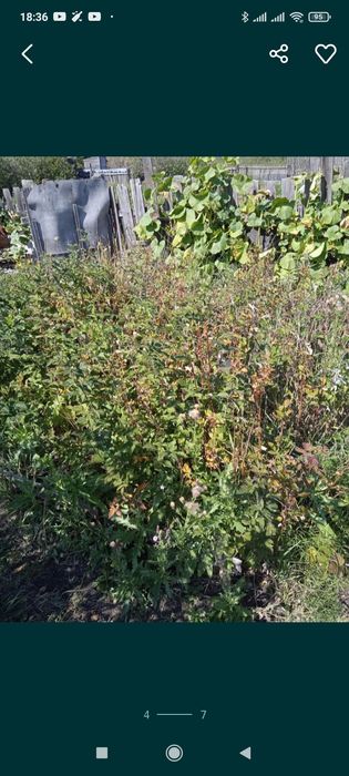 СРОЧНО за 2 дачи вместе с ДОКУМЕНТАМИ по зерендинской трассе