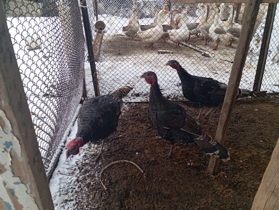 Арық аққұбалармен анальный порно онлайн