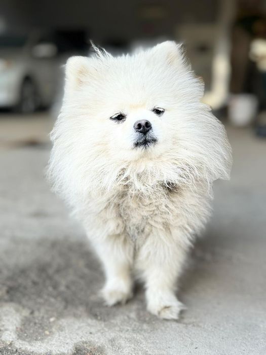 Вязка шпица шанхай