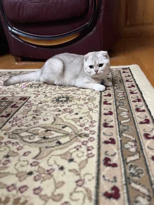 Продам шотландского котенка