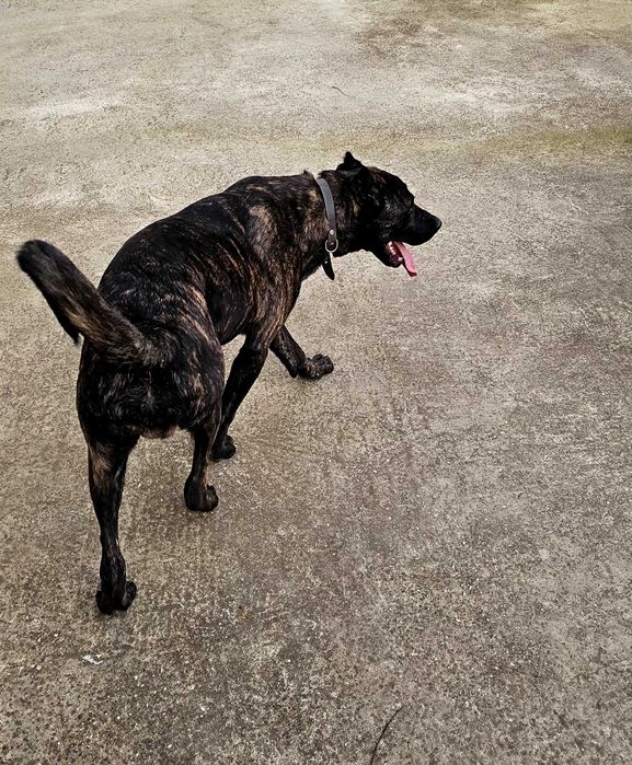 Продавам мъжко куче - Сane Corso x Алабай (10 месеца)