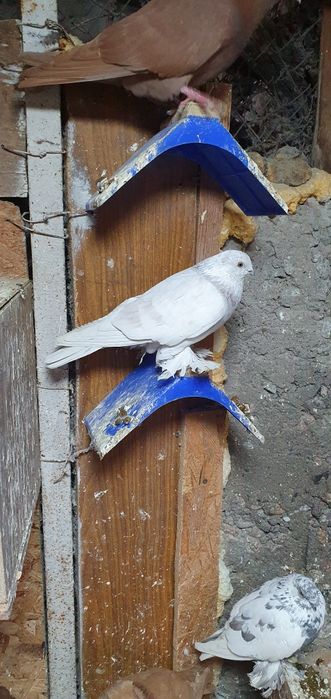 Голуби бойные разных мастей