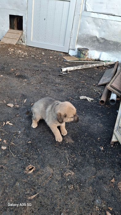 Отдам щенка в добрые руки.