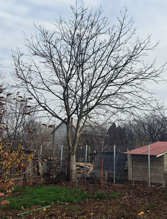 Vand trunchi / lemn de nuc