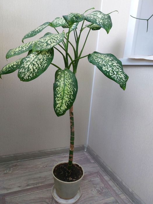 Диффенбахия 1м продам