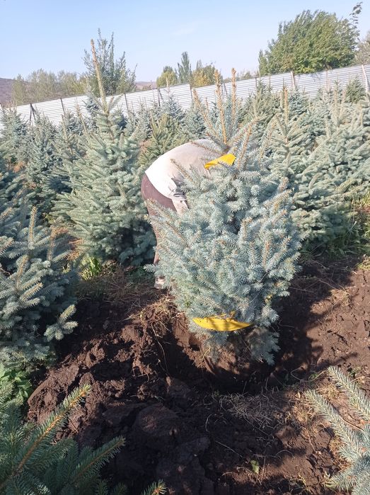 Galiboyyel yel oq archa