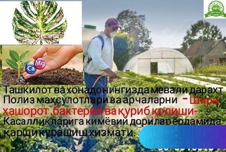 обработка ёлок кустарники,деревьев.обрезка формочки.