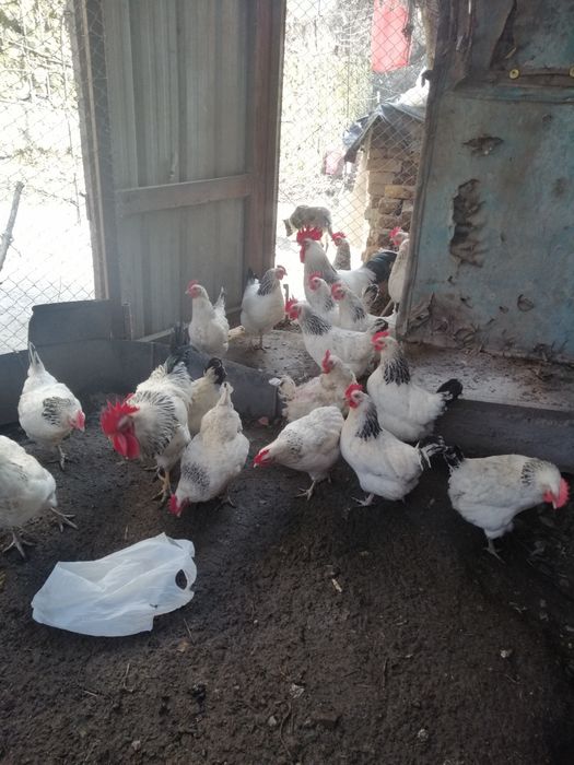 Продам курей на племя