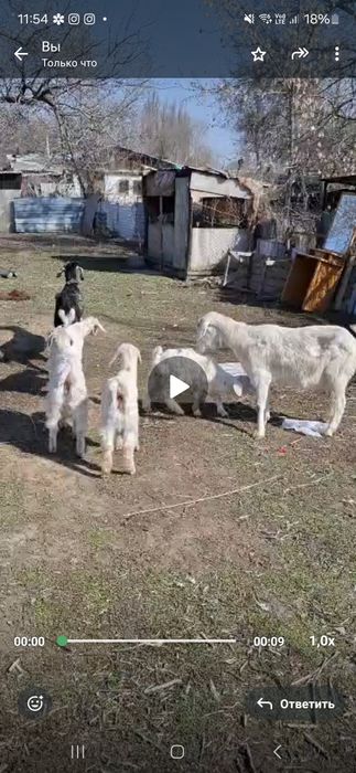 Заненский ешкі лағымен