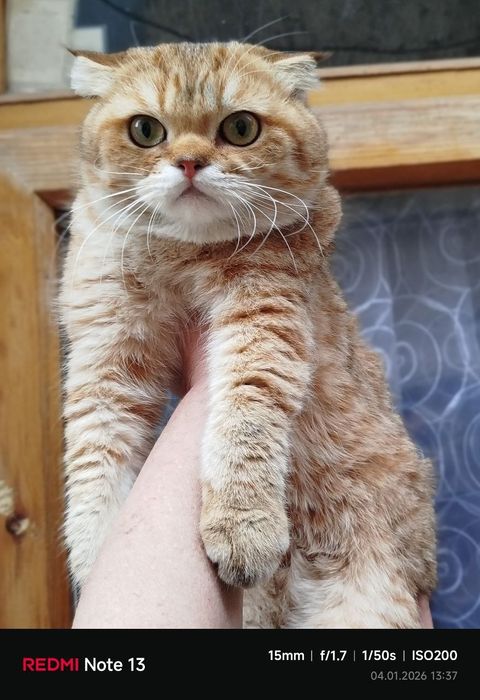 Muwuk sotiladi zotdor