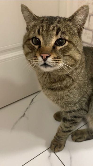 Молодой кот в добрый руки