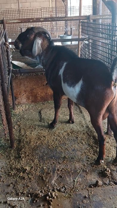 Козла для козочек