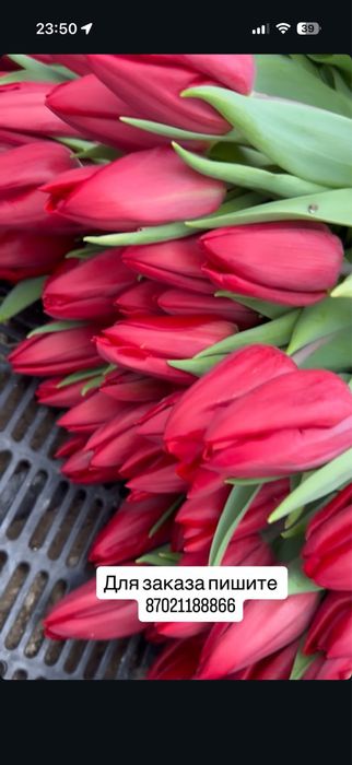 Тюльпаны предзаказ